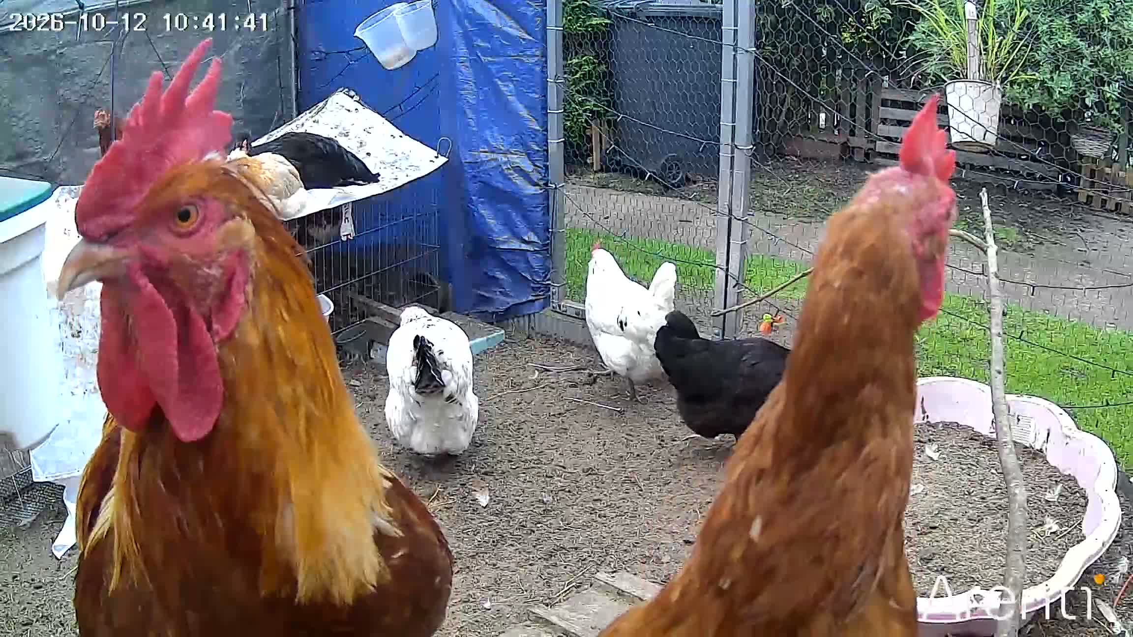 Chickens poultry for sale: rooster  - Video 1