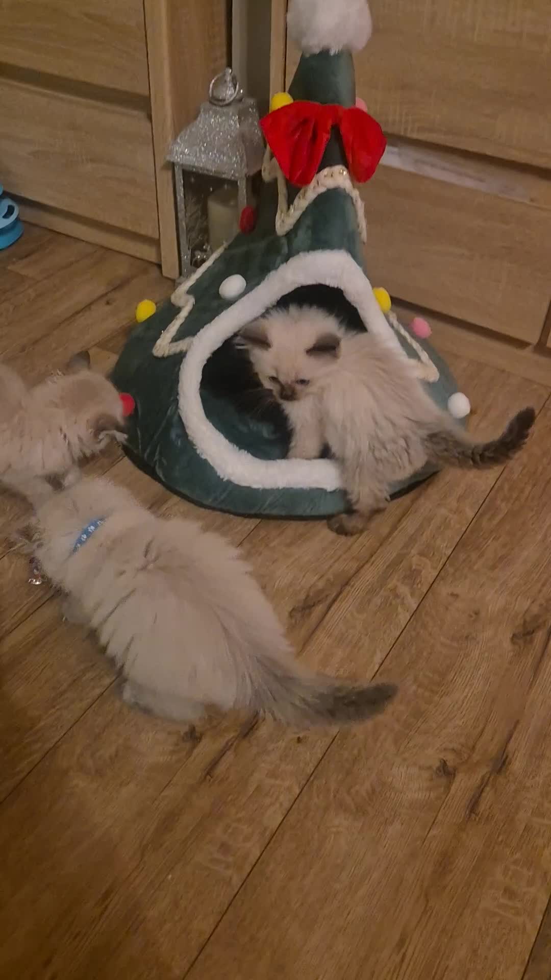 Ragdoll cats for sale: Beautiful ragdolls  - Video 1