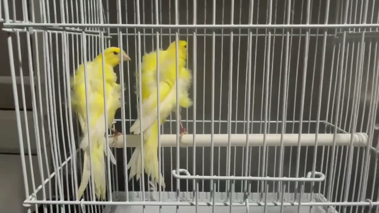 Canaries birds for sale: Beautiful Frilled Canaries – Pair with Cage - Video 3