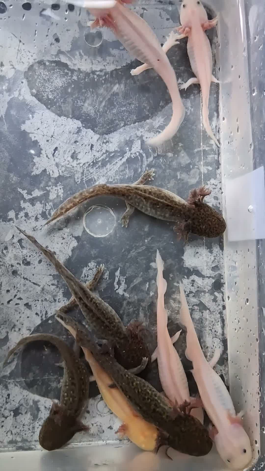 Axolotl reptiles for sale: Juvie Axolotls Asstd Colours - Pls read for prices - Video 3
