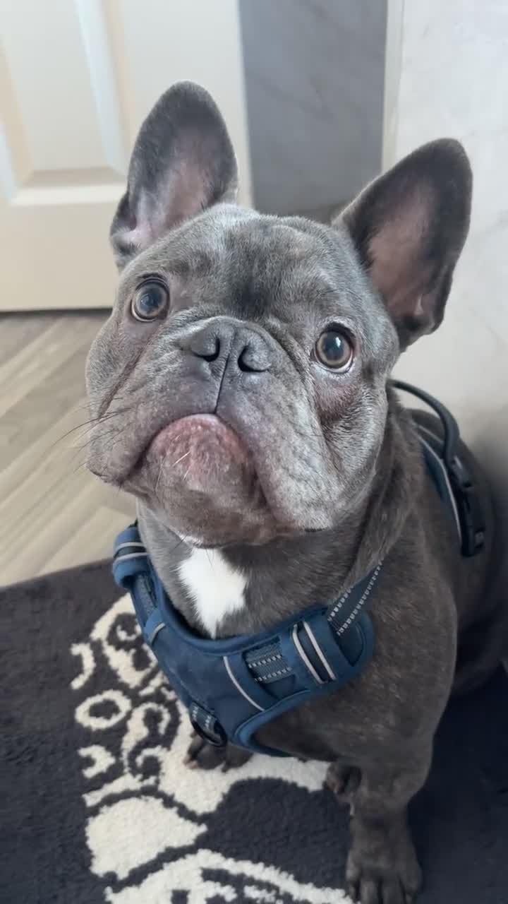 French Bulldog dogs for sale: 9 month old French Bulldog  - Video 1