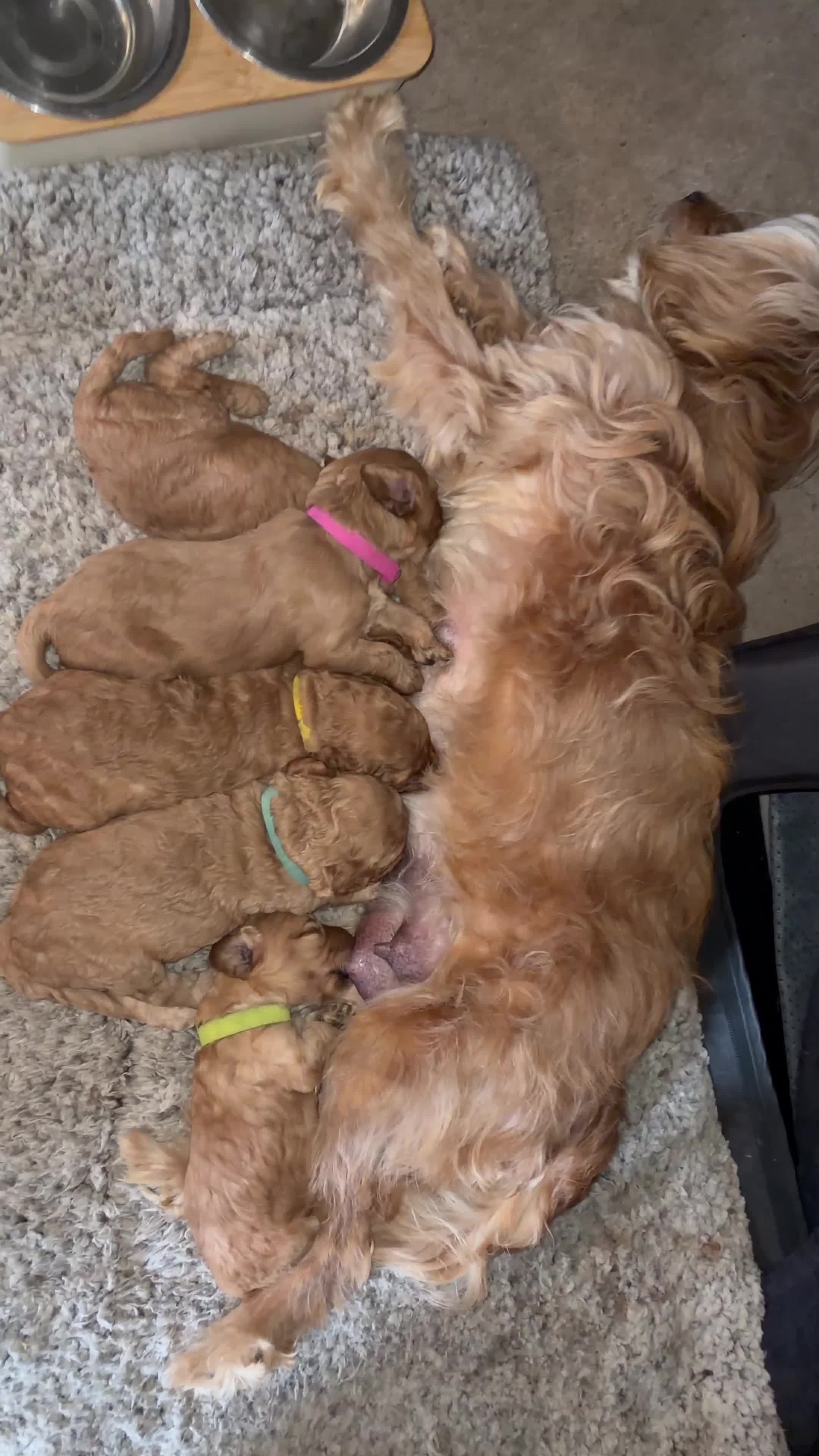 Cavapoo dogs for sale: Beautiful F1B mini Cavapoo puppies  - Video 4