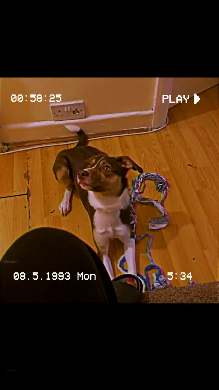 Mixed Breed dogs for sale: Gigi Valton - Video 1