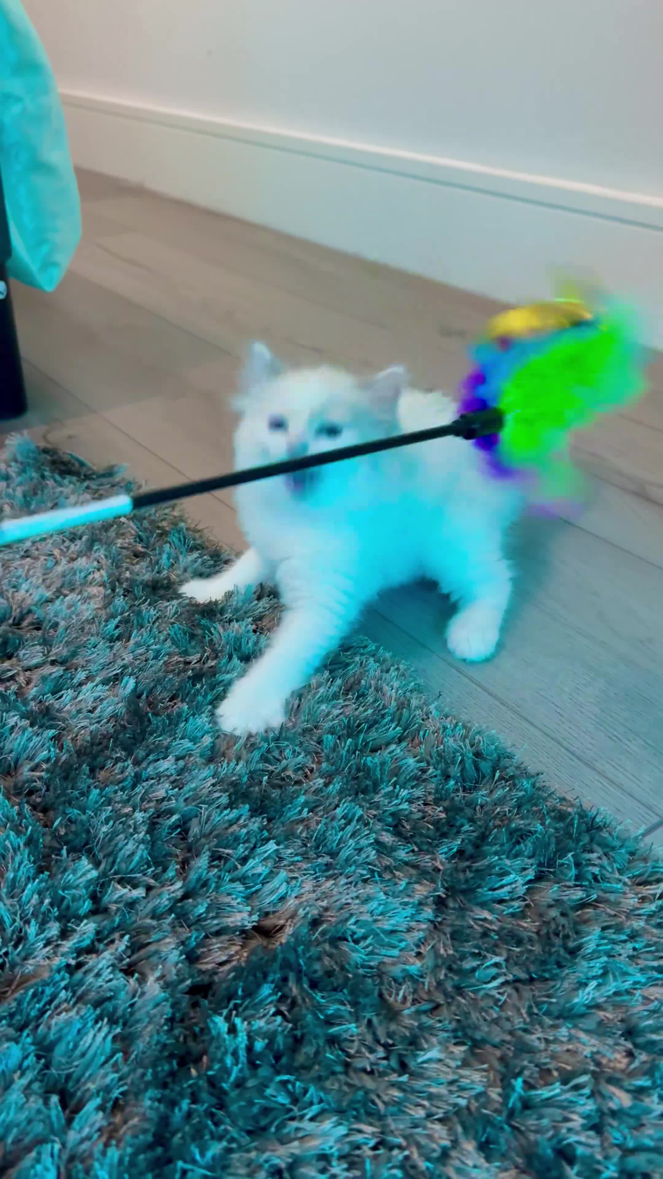 Ragdoll cats for sale: Pure blue eyes Ragdoll 🔥  - Video 3