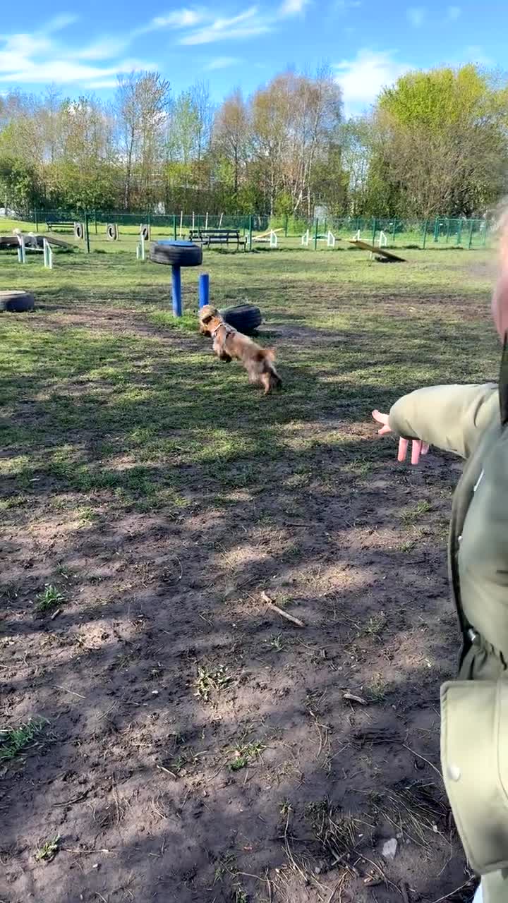 Cocker Spaniel dogs for sale: Loving cocker spaniel  in Belfast - Video 4
