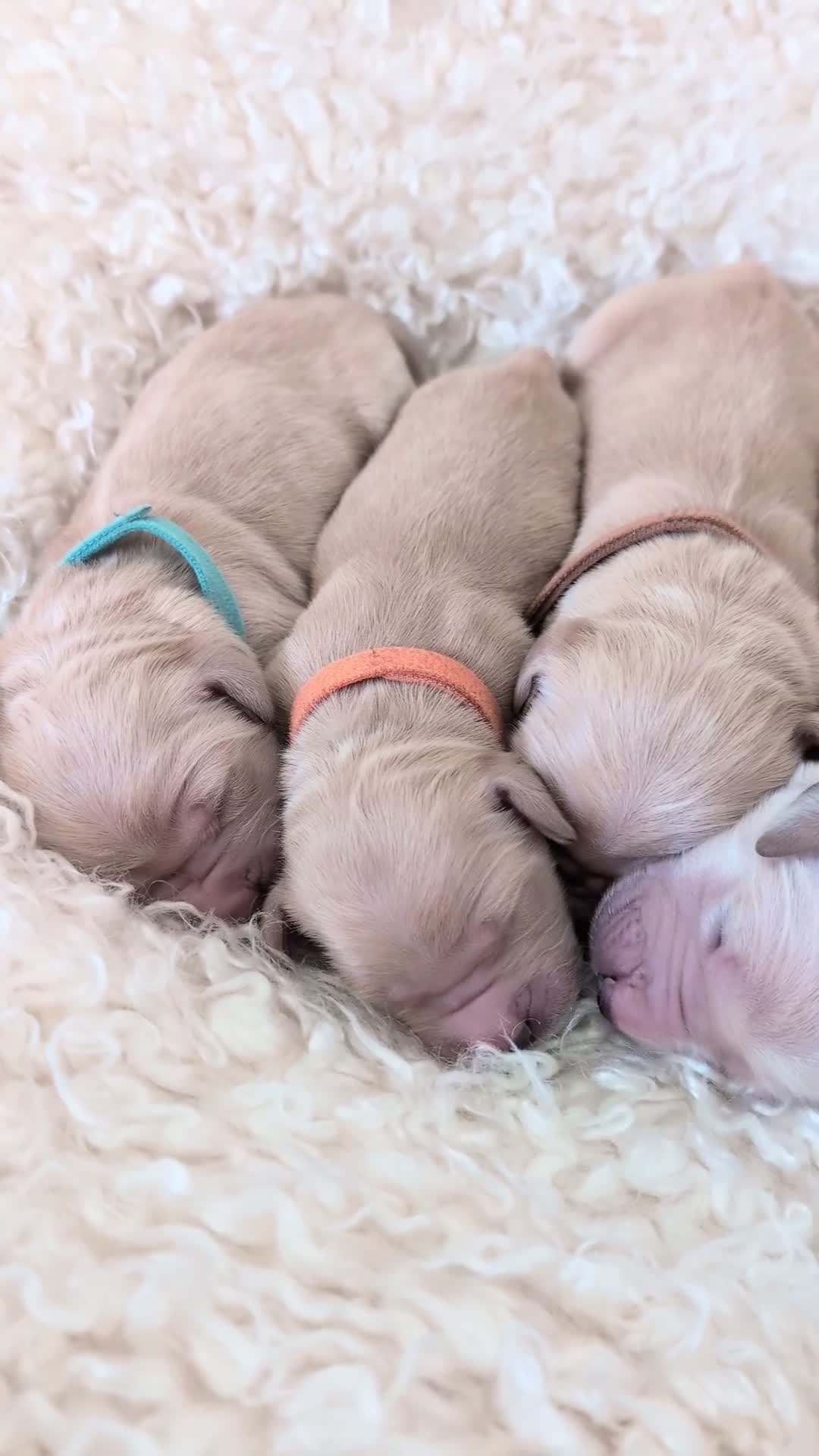 Golden Retriever dogs for sale: Golden Retriever puppies  - Video 1