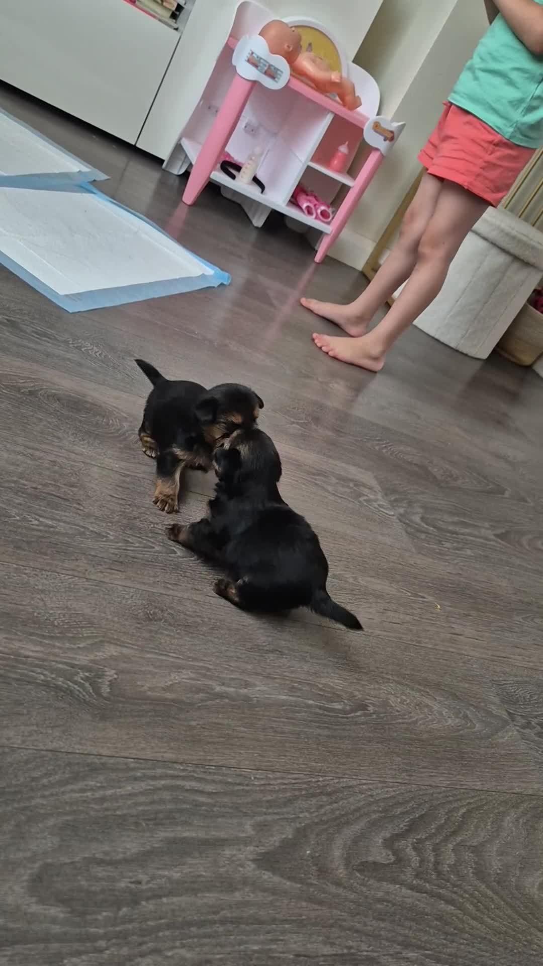 Yorkshire Terrier dogs for sale: Yorkshire terrier pappy for sale - Video 1