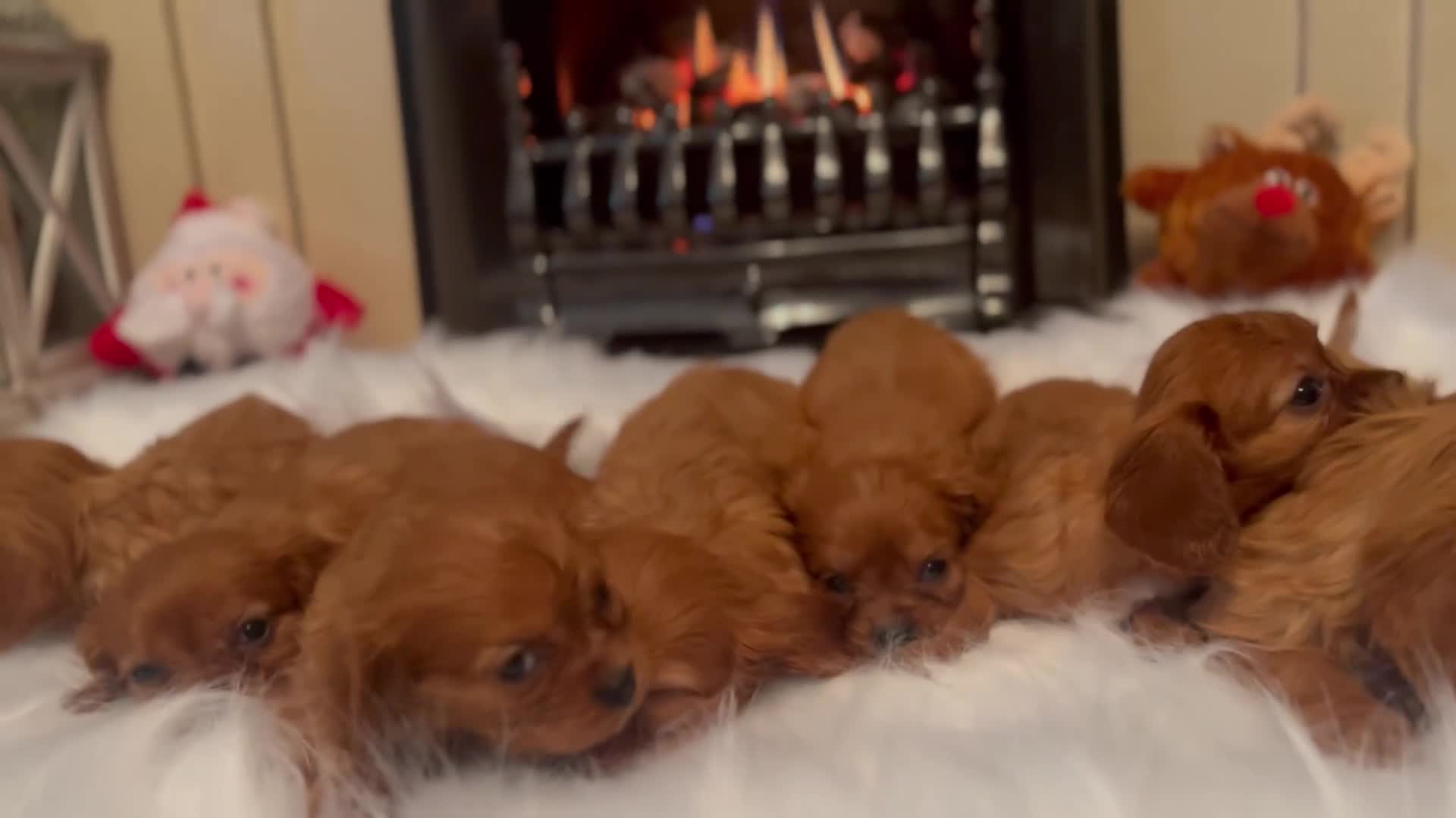 Cavalier King Charles Spaniel dogs for sale: Cavalier King Charles quality puppies for sale  - Video 1