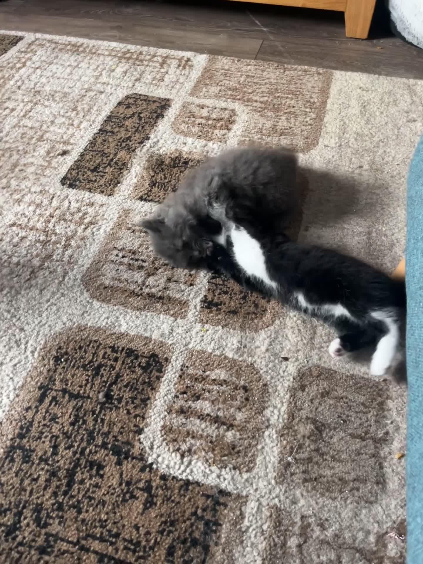 Mixed Breed cats for sale: 1 LH Blue boy 1 SH black & white boy 1 Tabby girl - Video 4