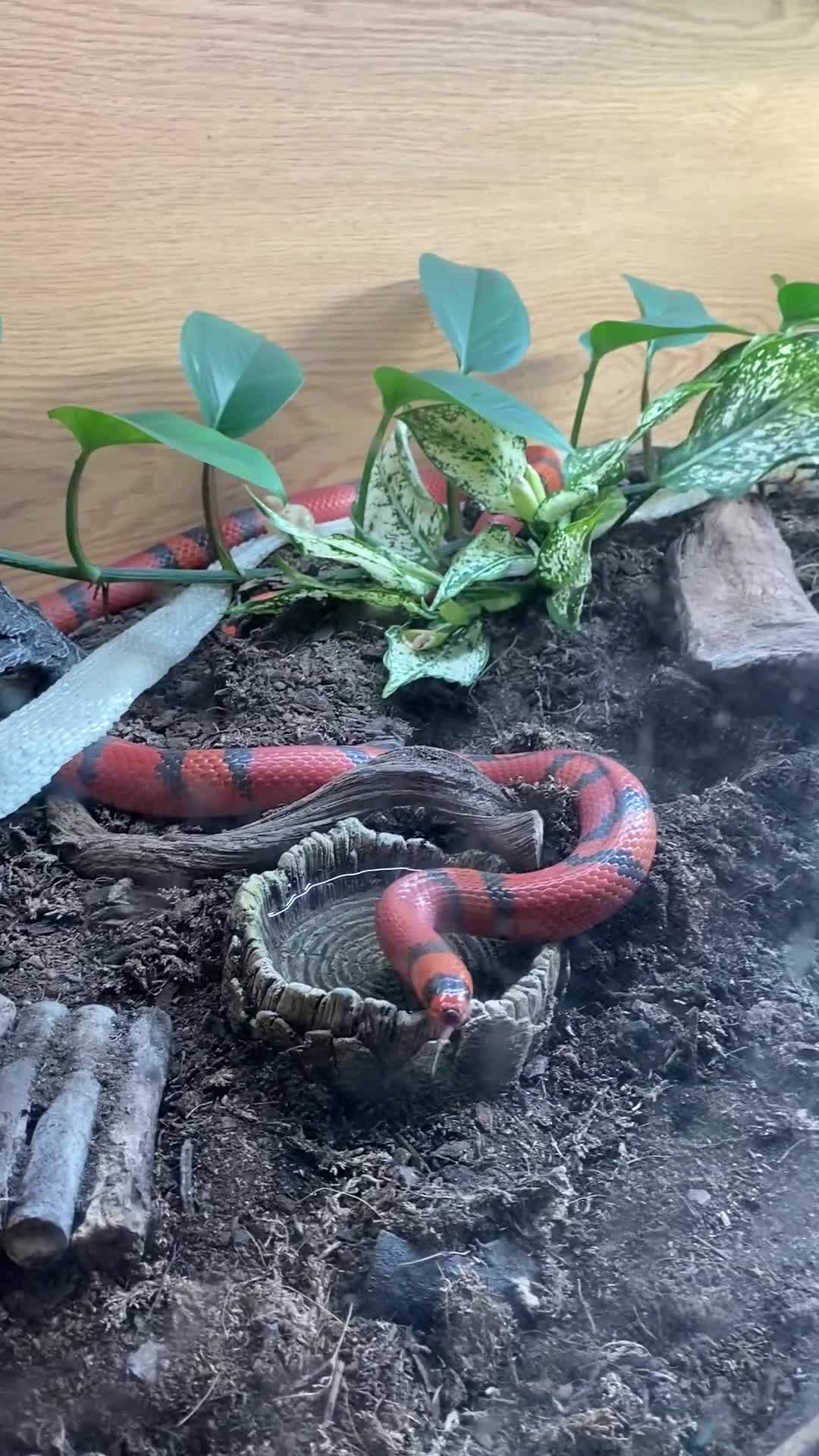 King Snake reptiles for sale: Rare tangerine honduran male - Video 1