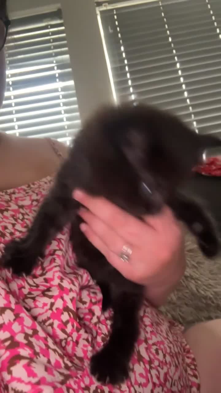 Domestic Shorthair cats for sale: 4 Brown male 2 Black female  - Video 2