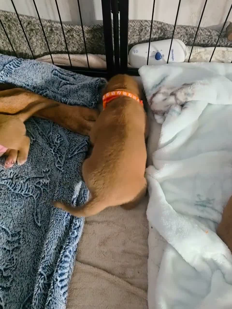 Dogue De Bordeaux dogs for sale: Beautiful chunky litter  - Video 2