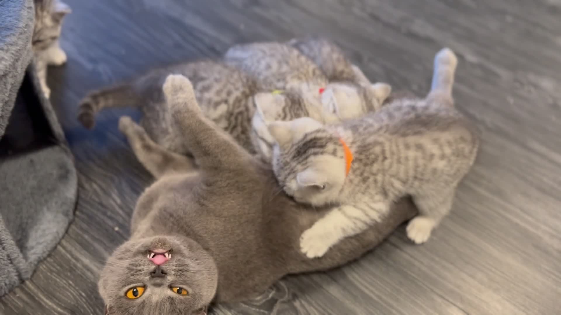 British Shorthair cats for sale: Father TICA Registered Beautiful Coat Ready - Video 1