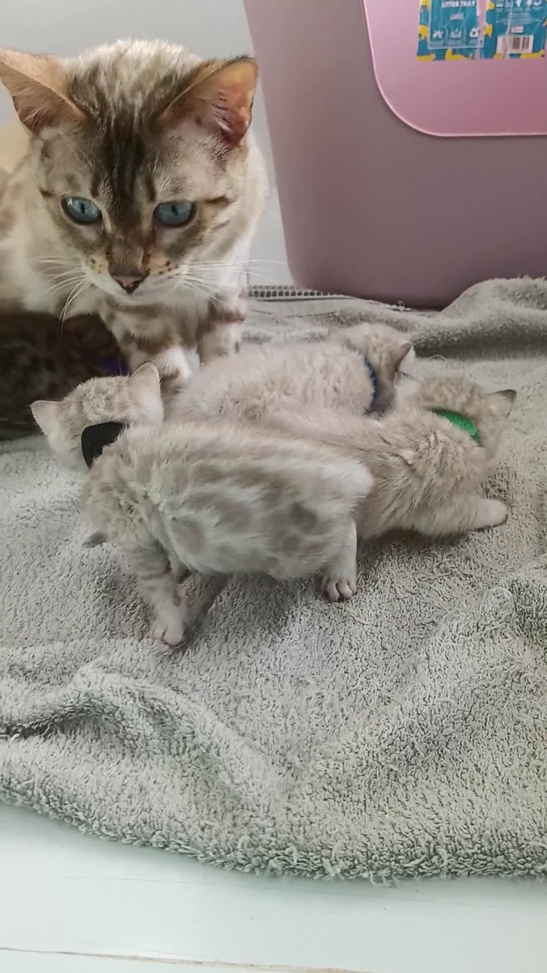 Bengal cats for sale: Tica RG pure bengals  - Video 2