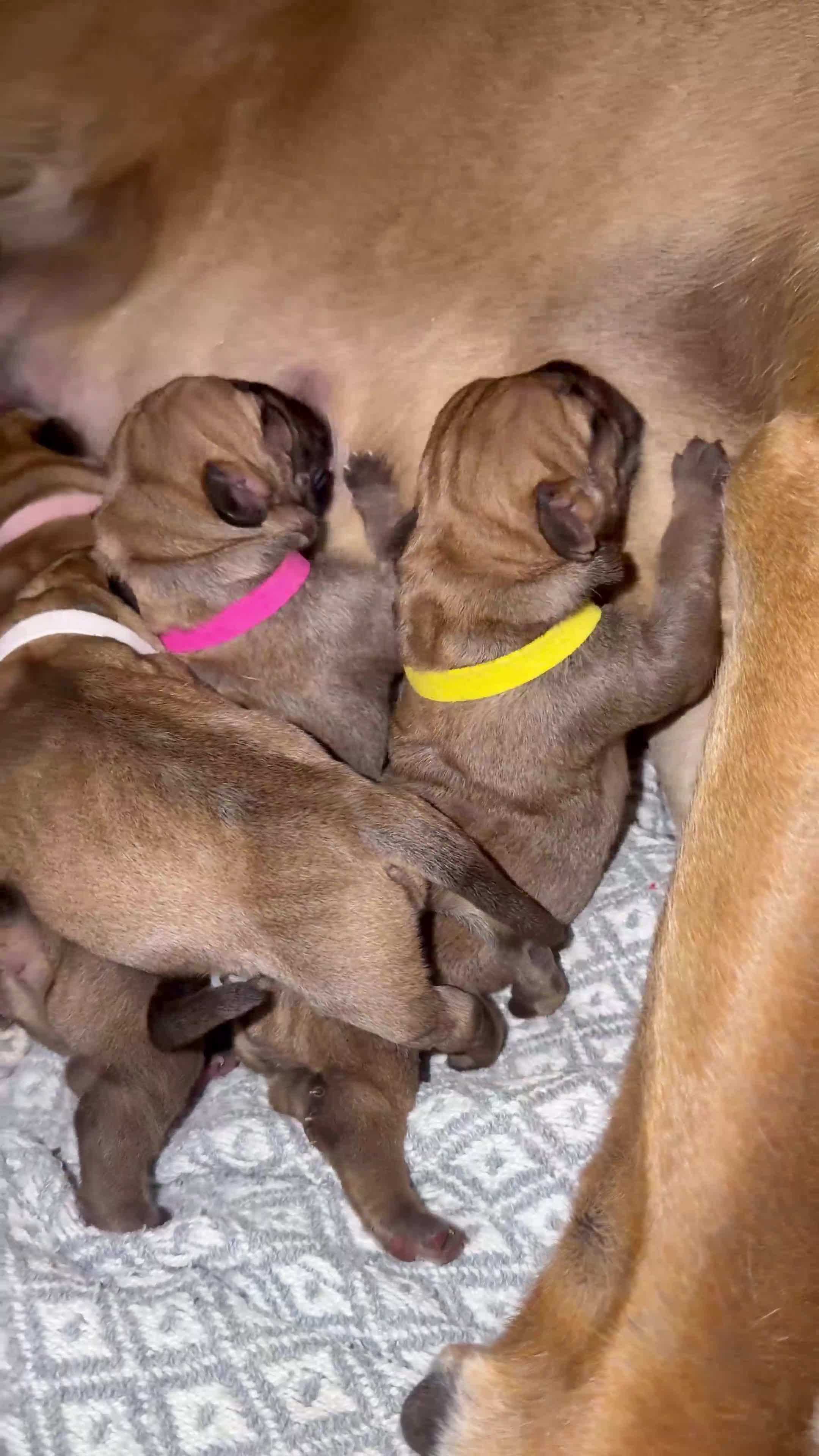 Boerboel dogs for sale: Elite Guard Neema X Spartan Dutch - Video 2