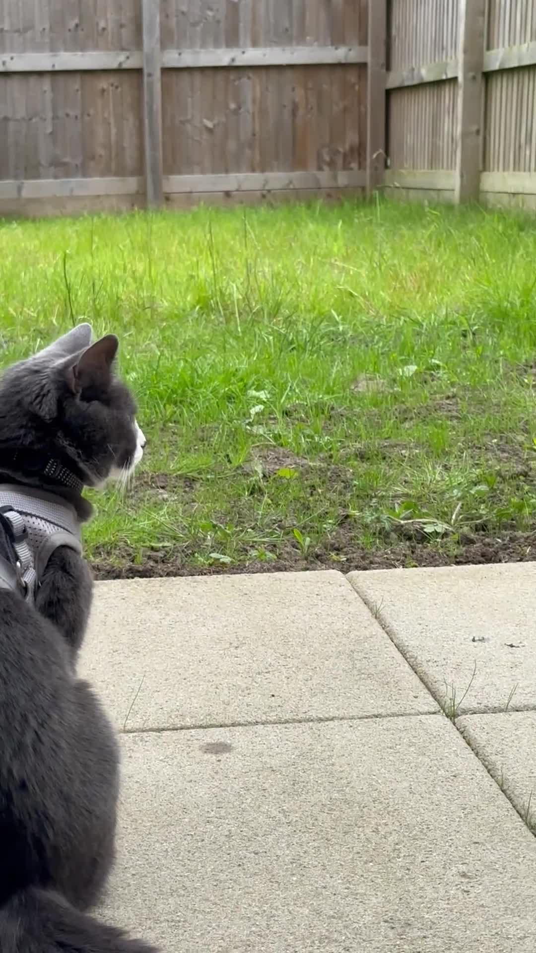 Mixed Breed cats for sale: 2 Loving Cats Looking for a Safe Forever Home 🐾🤍 - Video 3