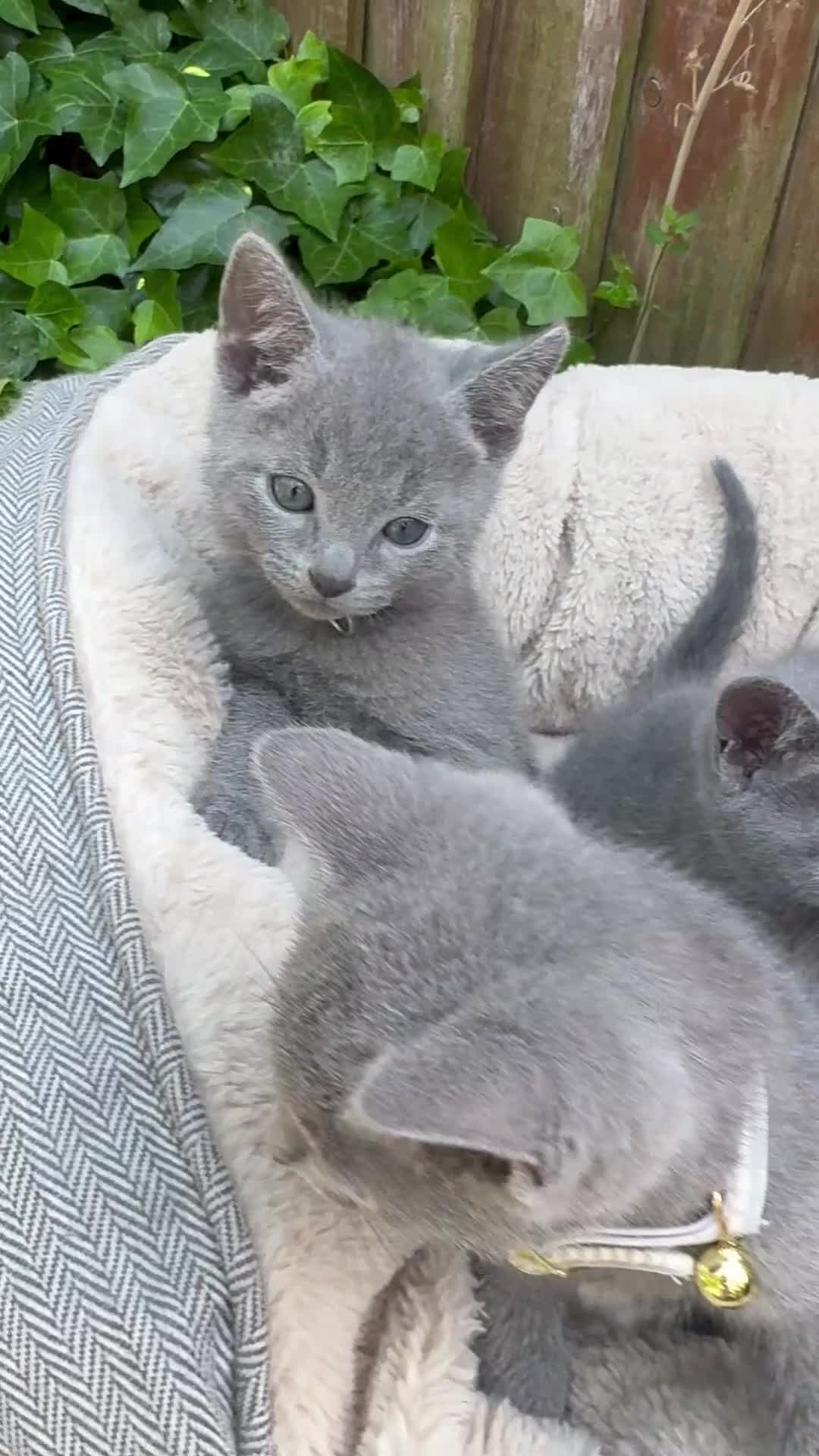 Russian Blue cats for sale: Pure Russian Blue Kittens - Video 1