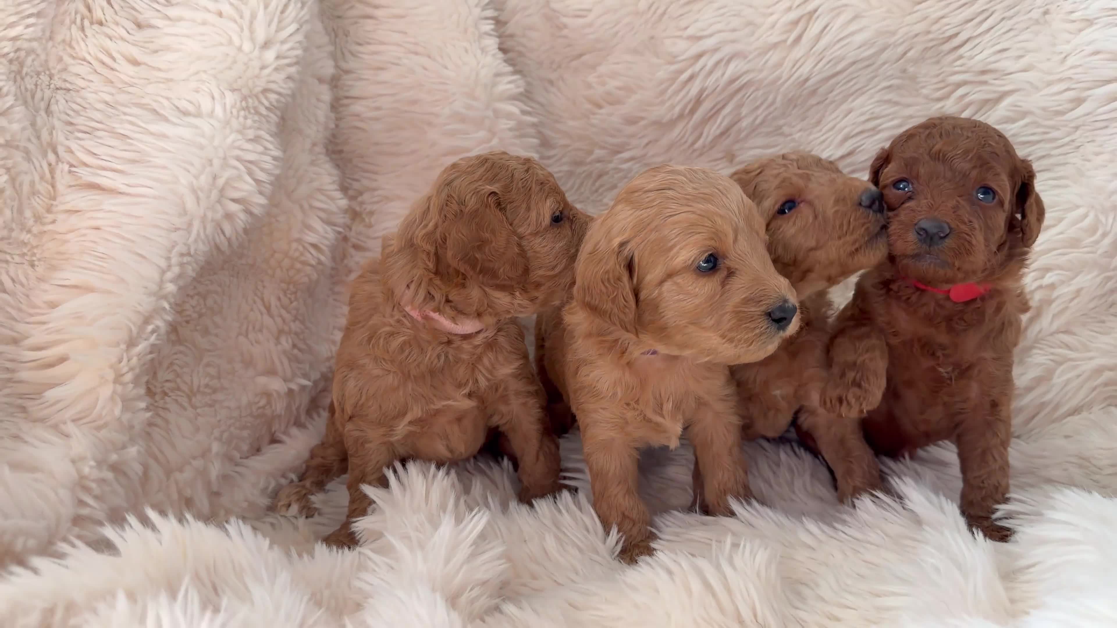 Mini Goldendoodle dogs for sale: Beautiful Miniature Goldendoodles Available  - Video 2