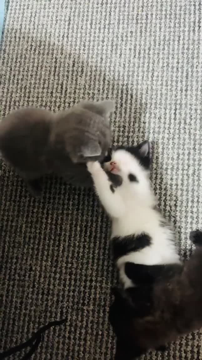 Domestic Shorthair cats for sale: 4 very playful kittens looking for a new home! in Barnsley - Video 2