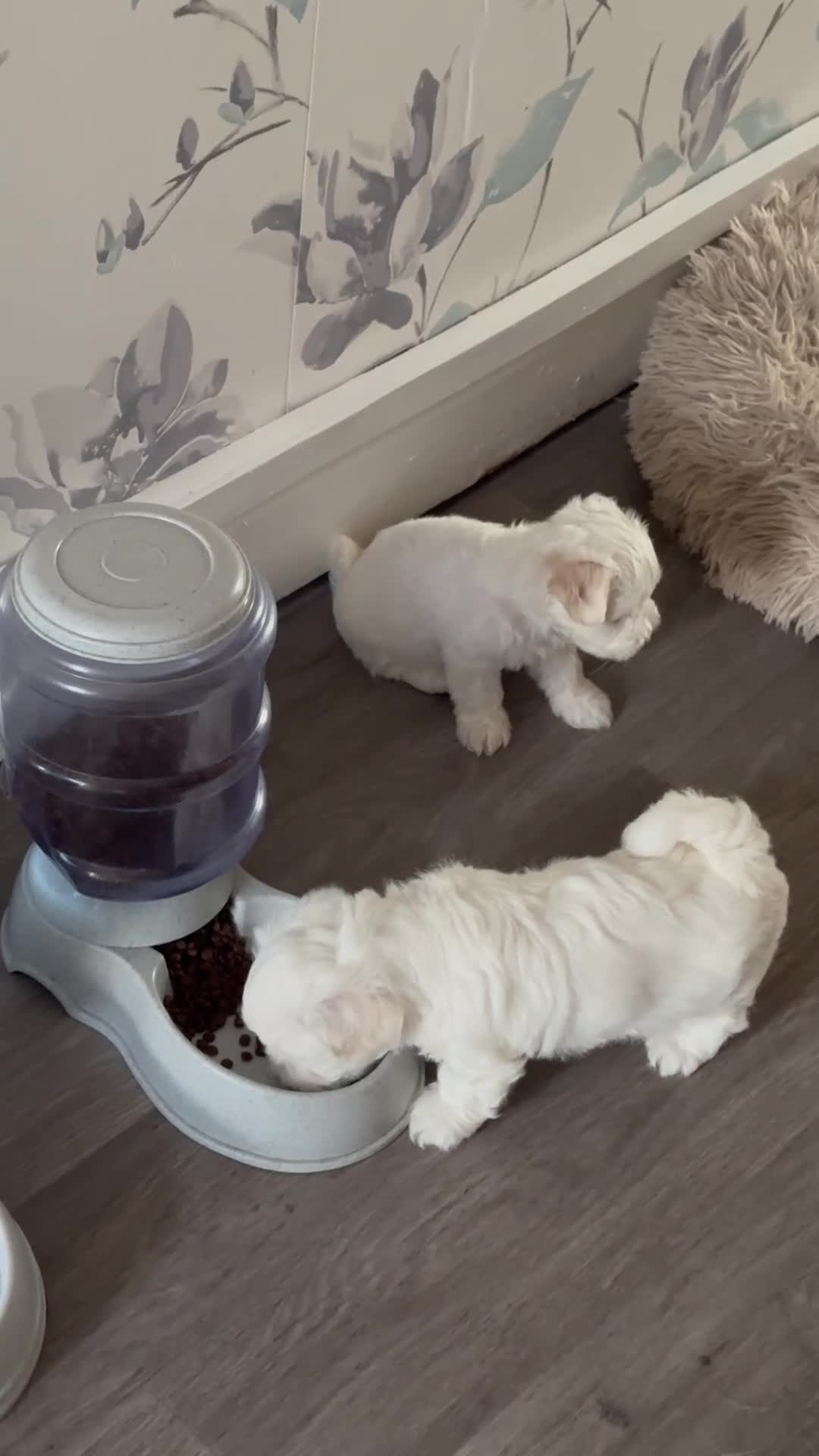 Bichon Frise dogs for sale:     🐶 6 Adorable Puppies Looking for a Home - Video 2