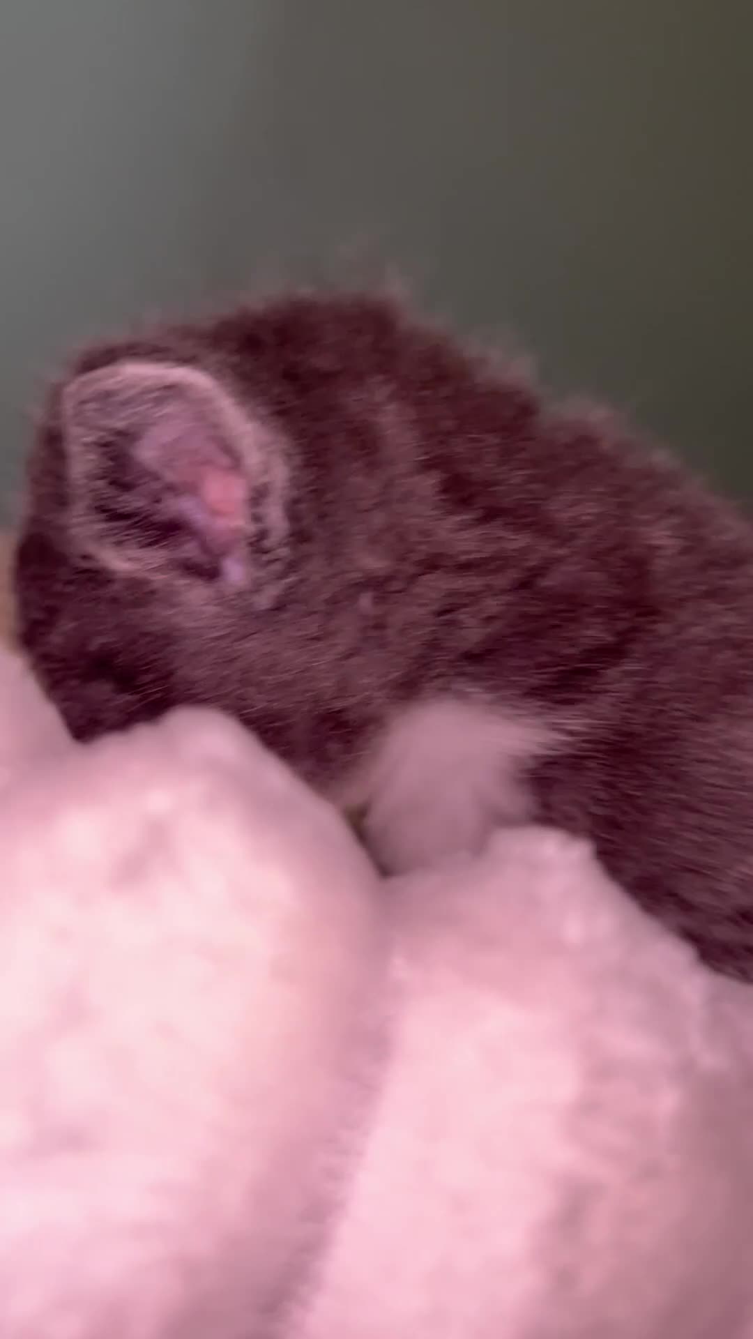 Mixed Breed cats for sale: Beautiful silver tabby’s kittens  in Aldershot - Video 2