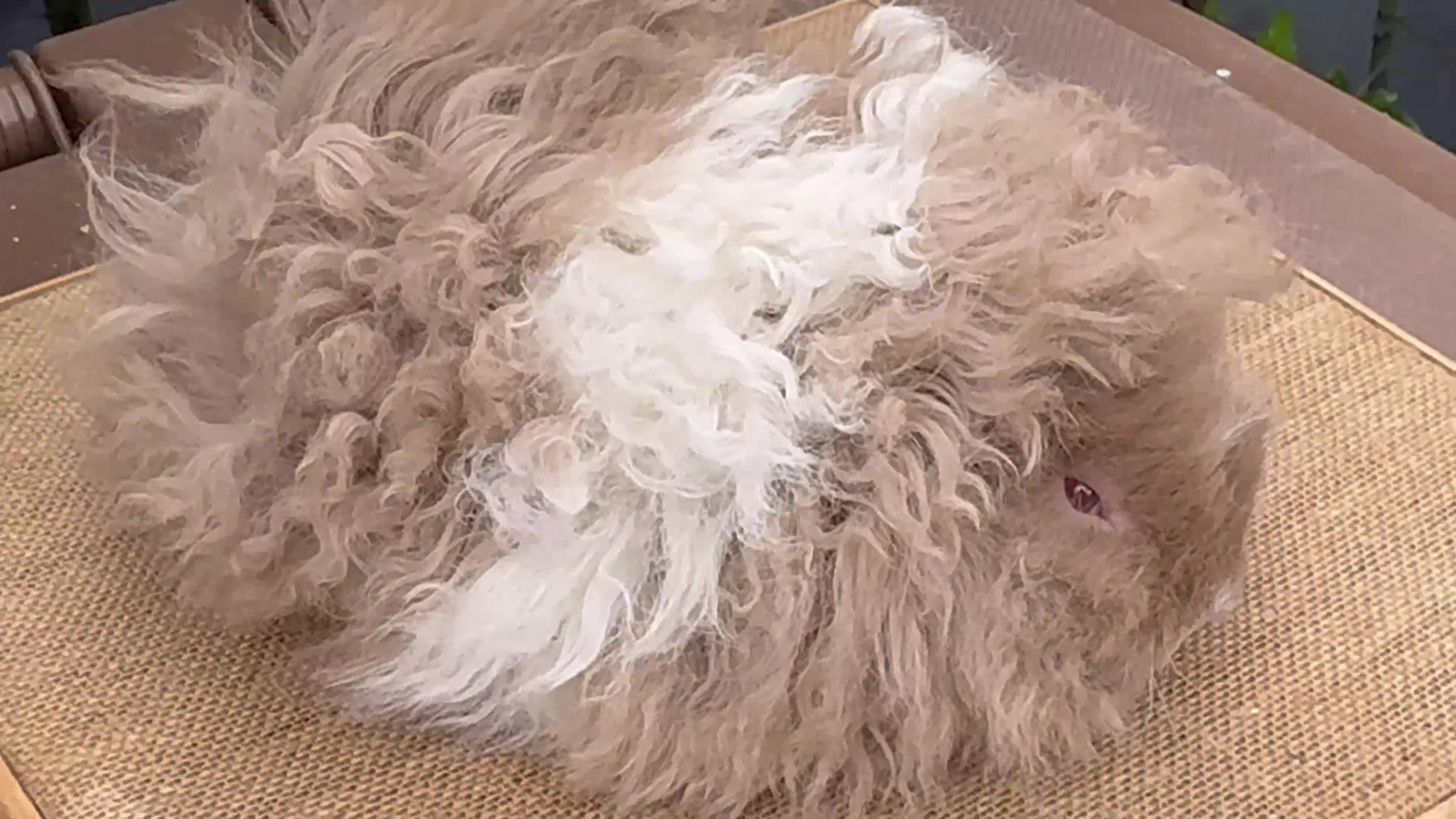 Guinea Pig rodents for sale: Purebred Lunkarya - Video 1