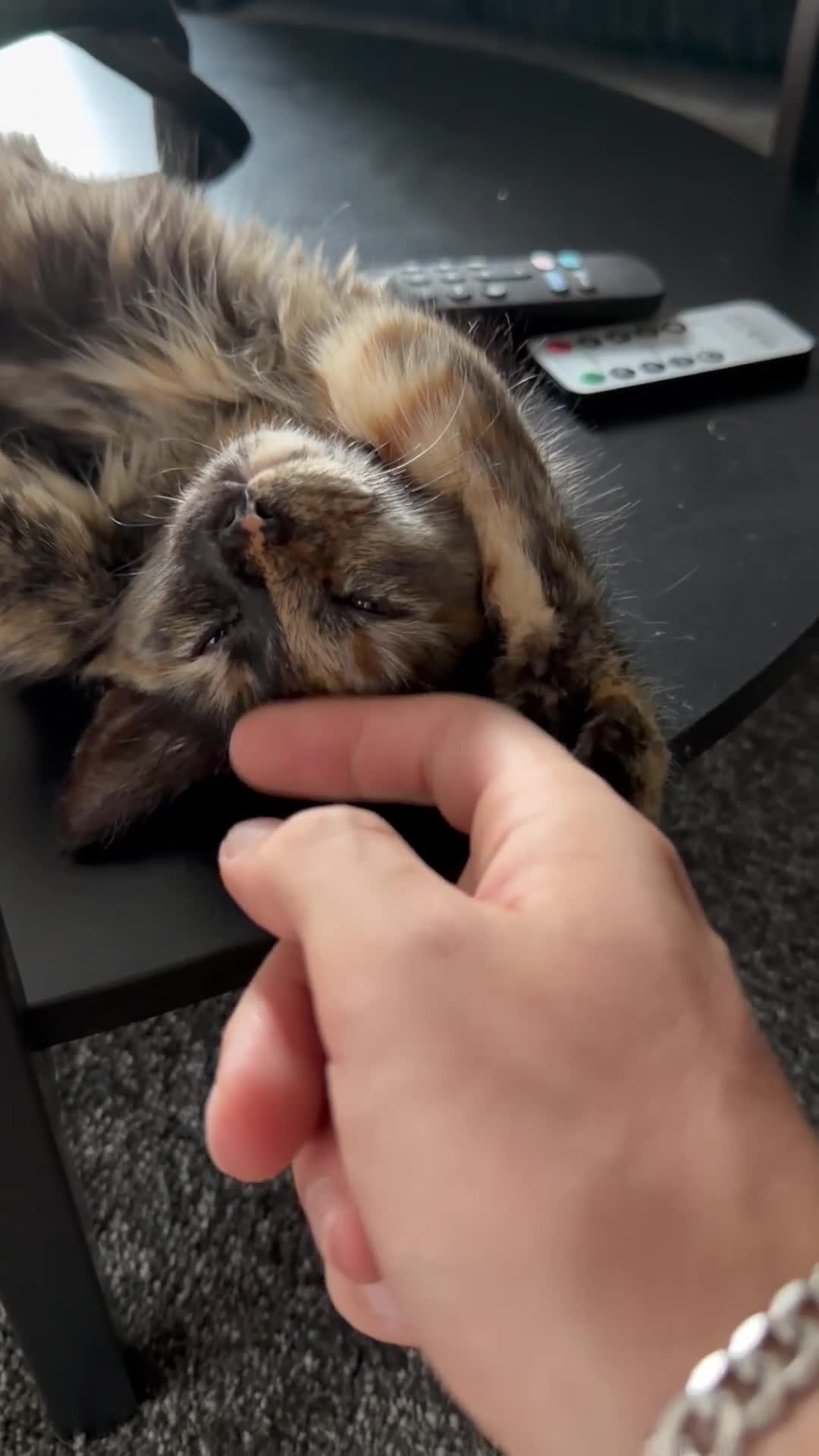 Mixed Breed cats for sale: Mixed tortoise shell in Preston - Video 1