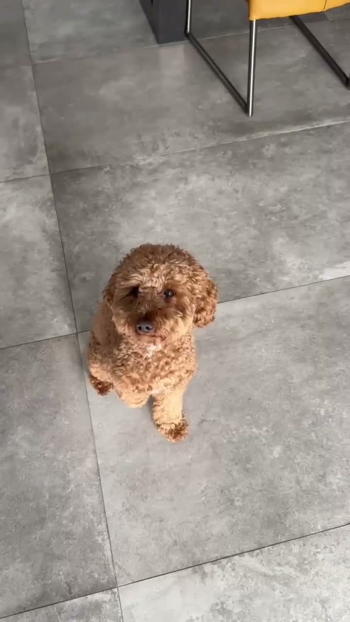 Cockapoo dogs for stud: Shaggy male for stud - Video 1