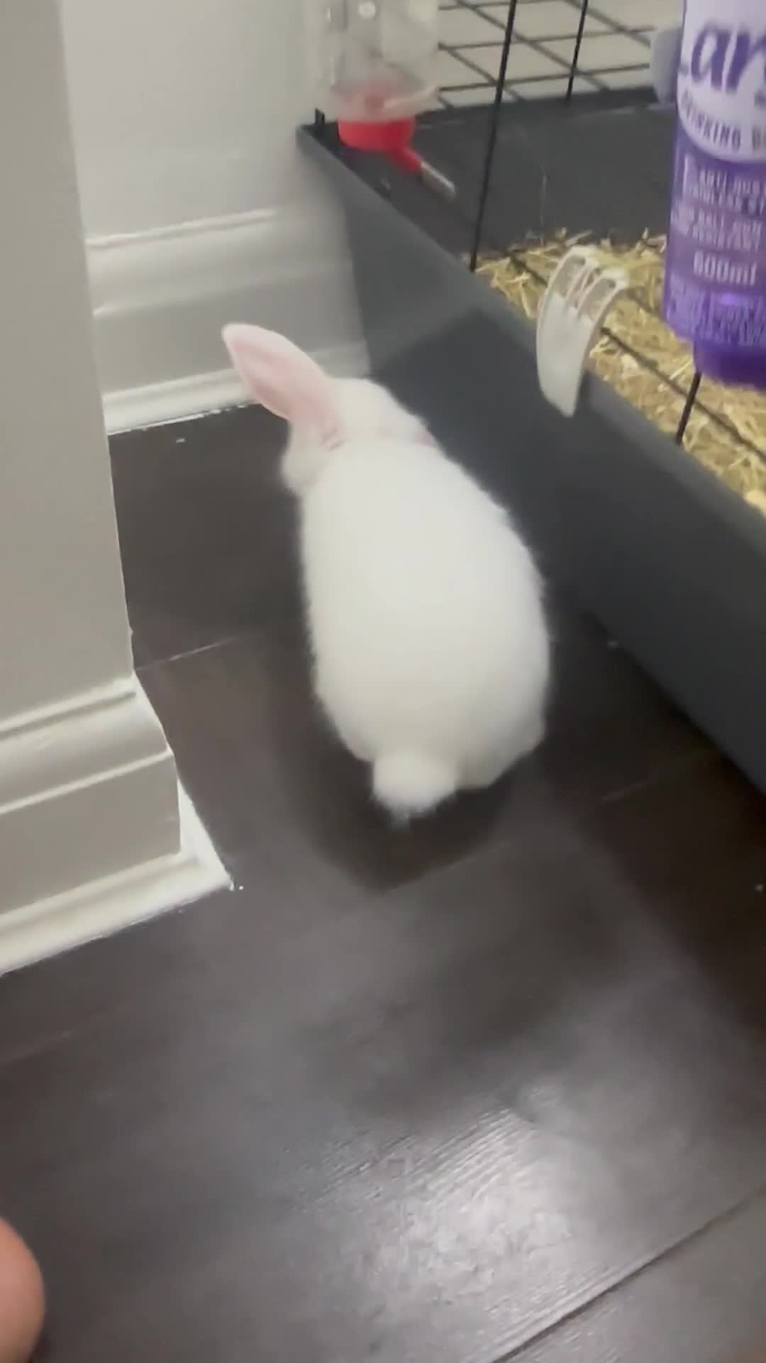 New Zealand rabbits for sale: Female rabbit  - Video 2