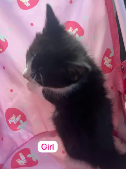 Mixed Breed cats for sale: Mixed breed Siamese kittens 2 boys 3 girls - Video 4
