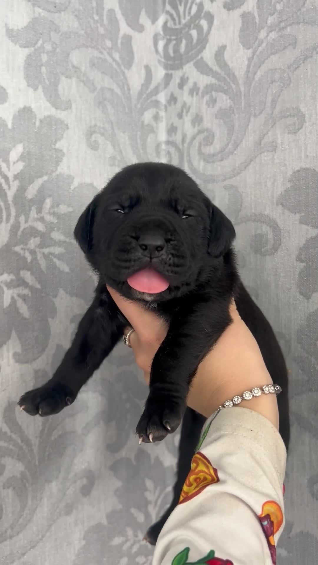 Mixed Breed dogs for sale: Old English mastiff x puppies 3 available  - Video 1