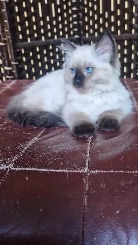 Ragdoll cats for sale: 1 Ragdoll girl left looking for a loving home  - Video 1