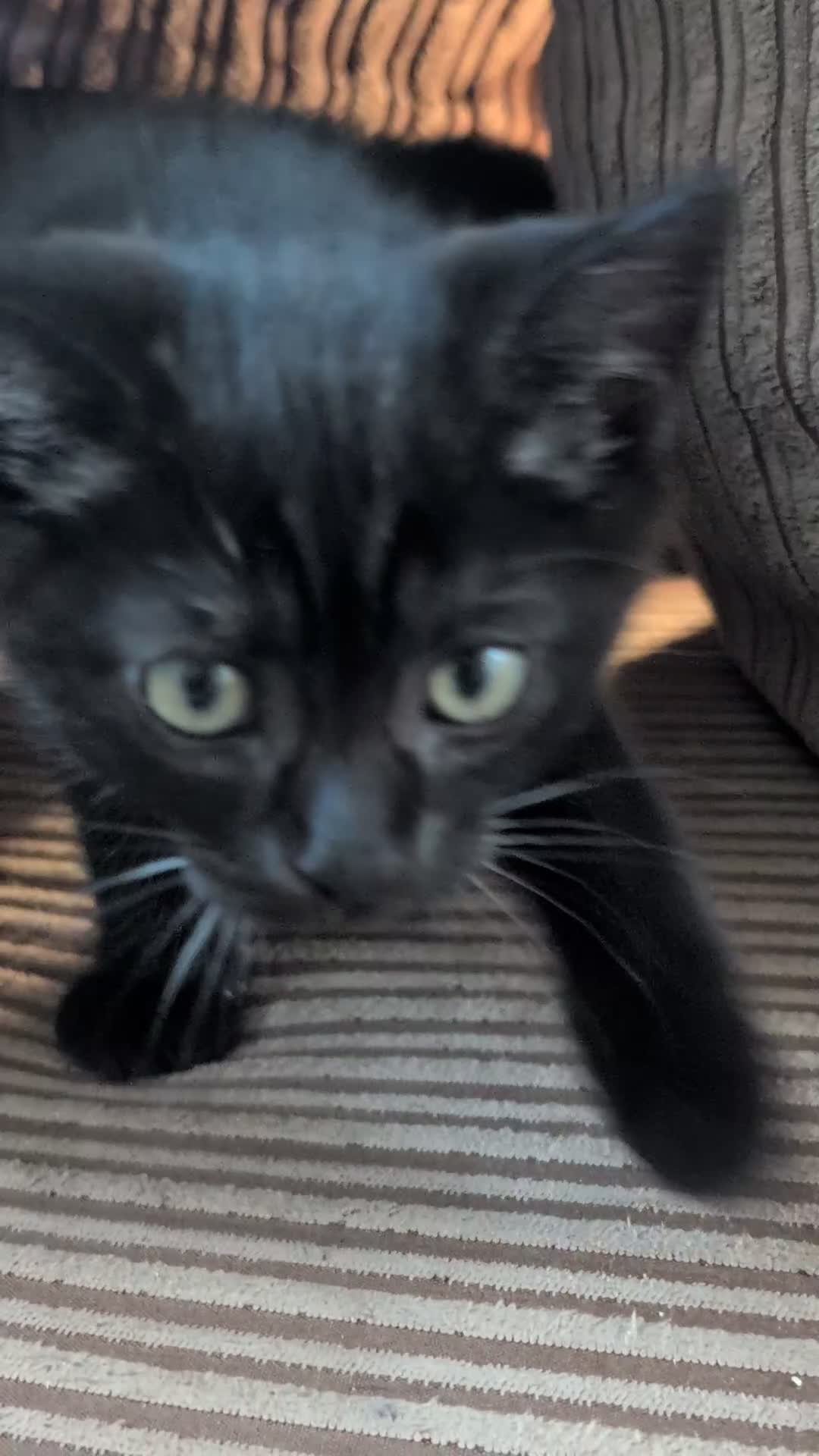 Mixed Breed cats for sale: Beautiful BSHxPersian kittens - Video 1