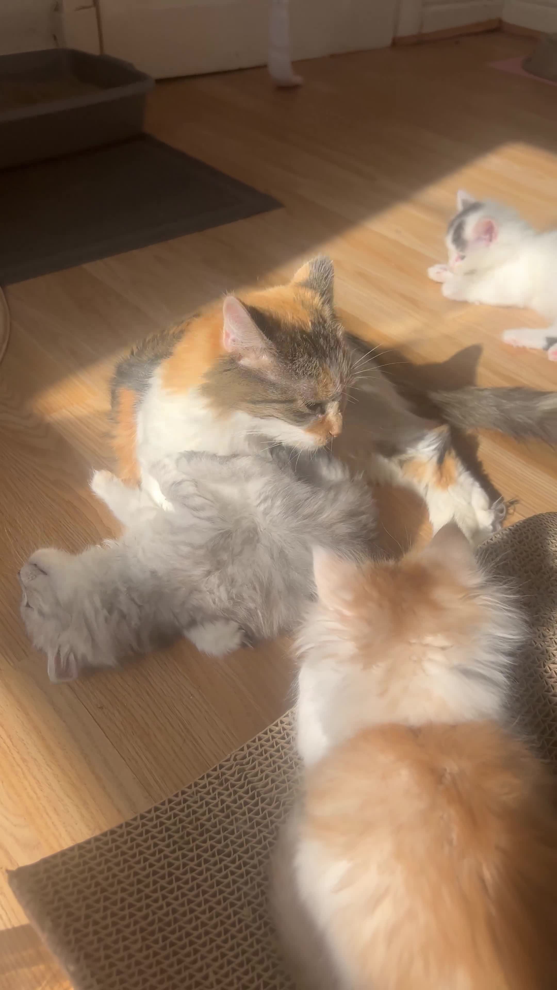 Maine Coon cats for sale: Maine coon x calico kittens for sale  - Video 1