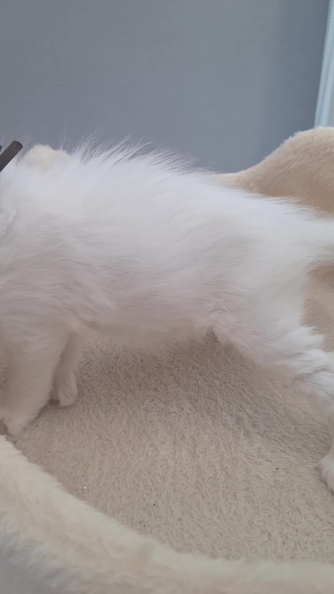 Maine Coon cats for sale: Mainecoon kittens some Polydactyl  - Video 2