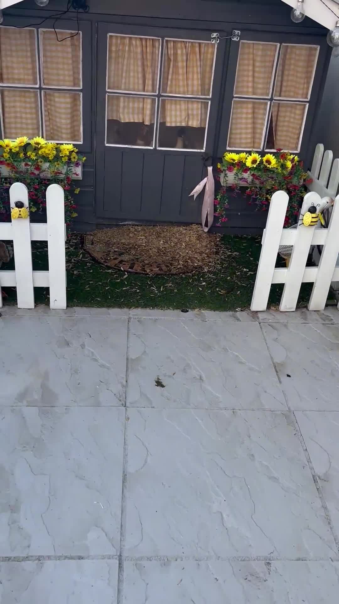 Ducks poultry for sale: 4 female welsh harlequin and 1 khaki Cayuga  - Video 1