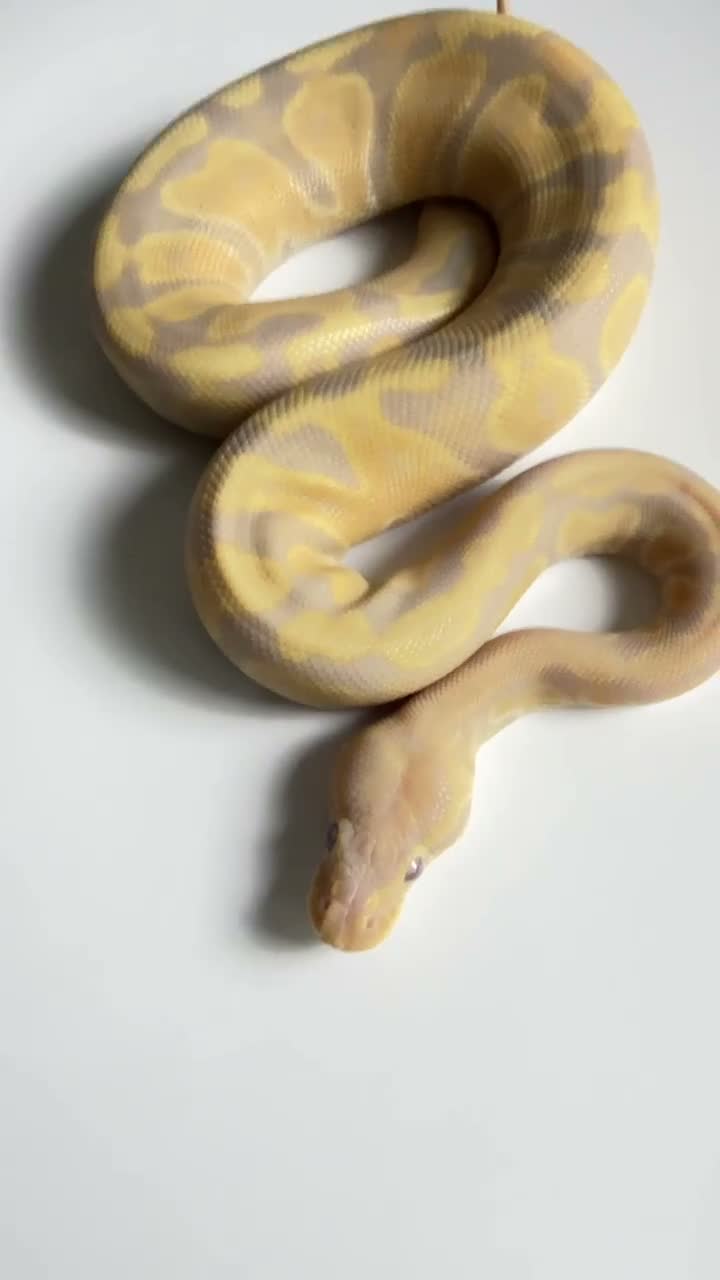 Python Snake reptiles for sale: Candy-GHI-66% het Pied Female - Video 1