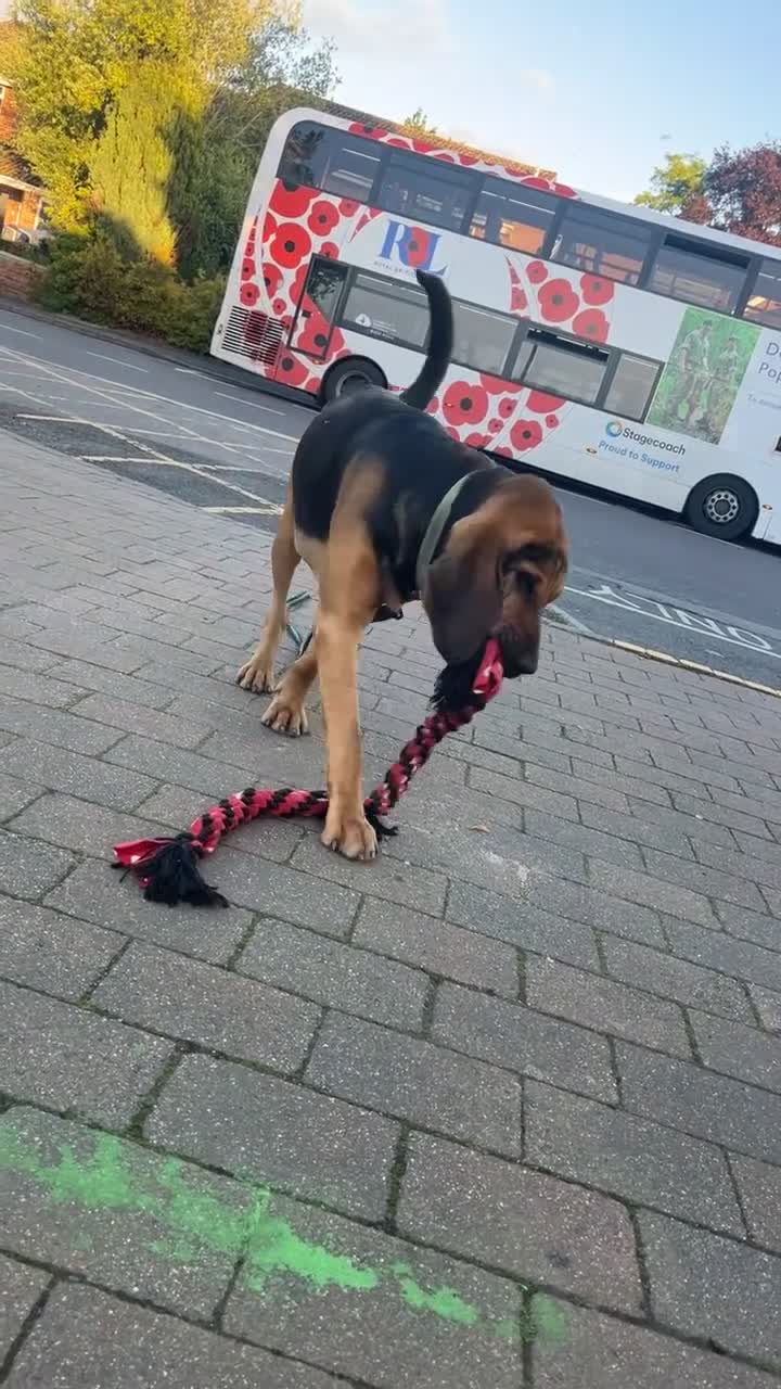 Bloodhound dogs for stud: Bloodhound 21 month old  in Salisbury - Video 1