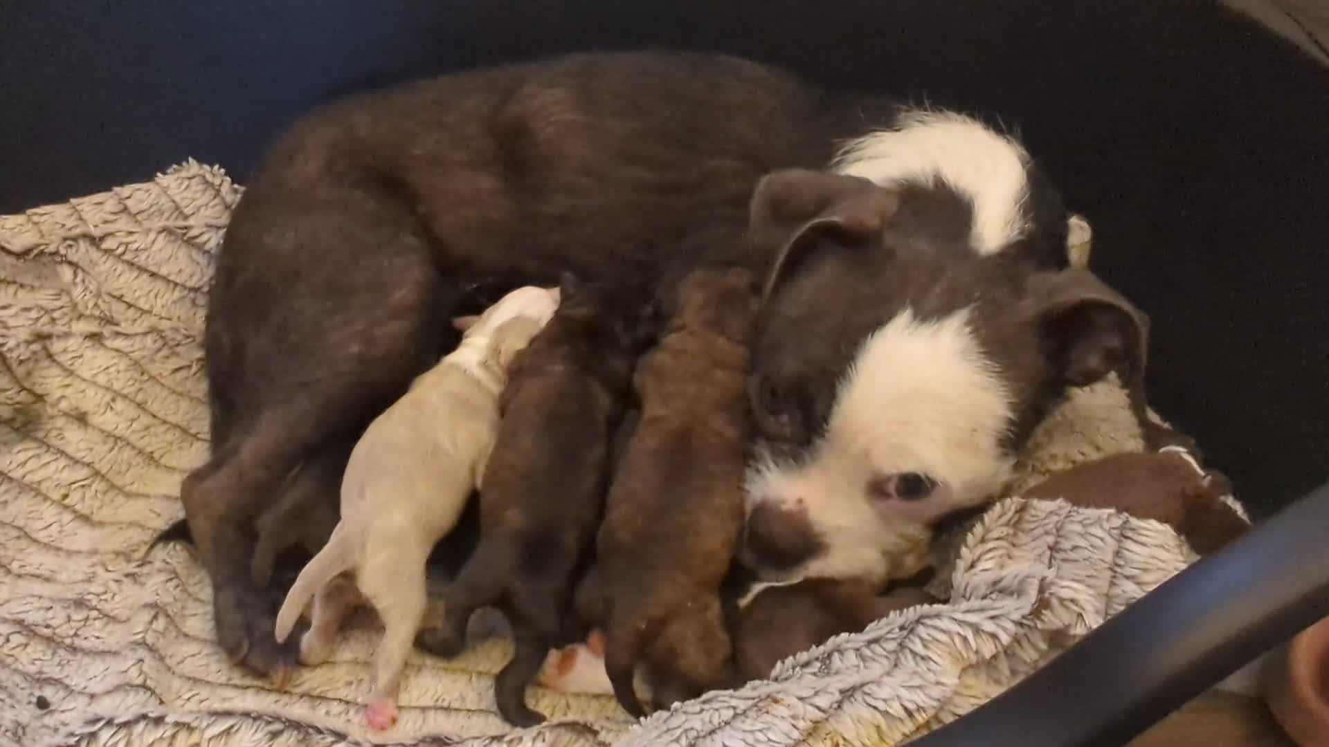 Boston Terrier dogs for sale: Boston X  - Video 1