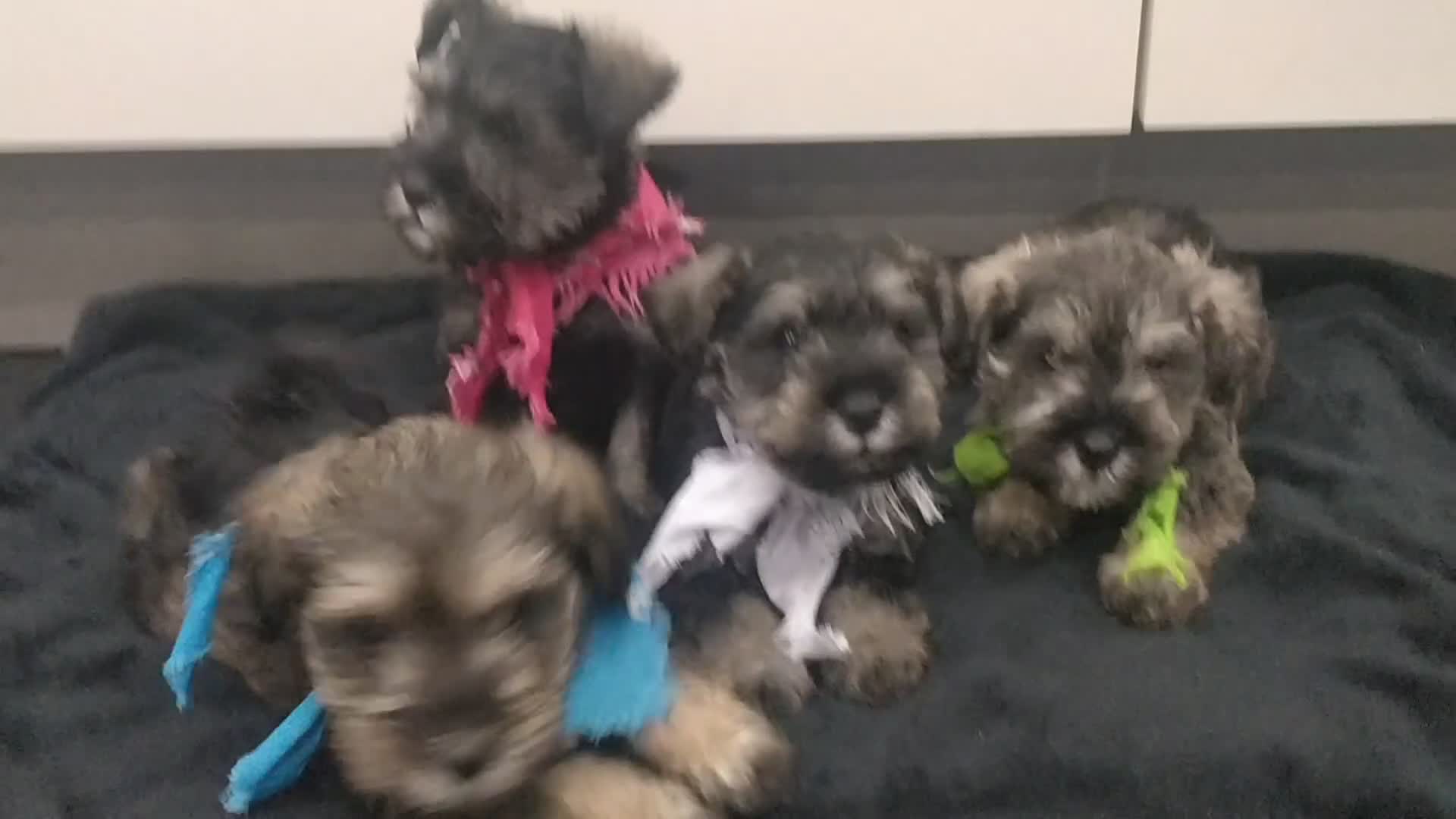 Miniature Schnauzer dogs for sale: Miniature Schnauzer puppy for sale  - Video 1