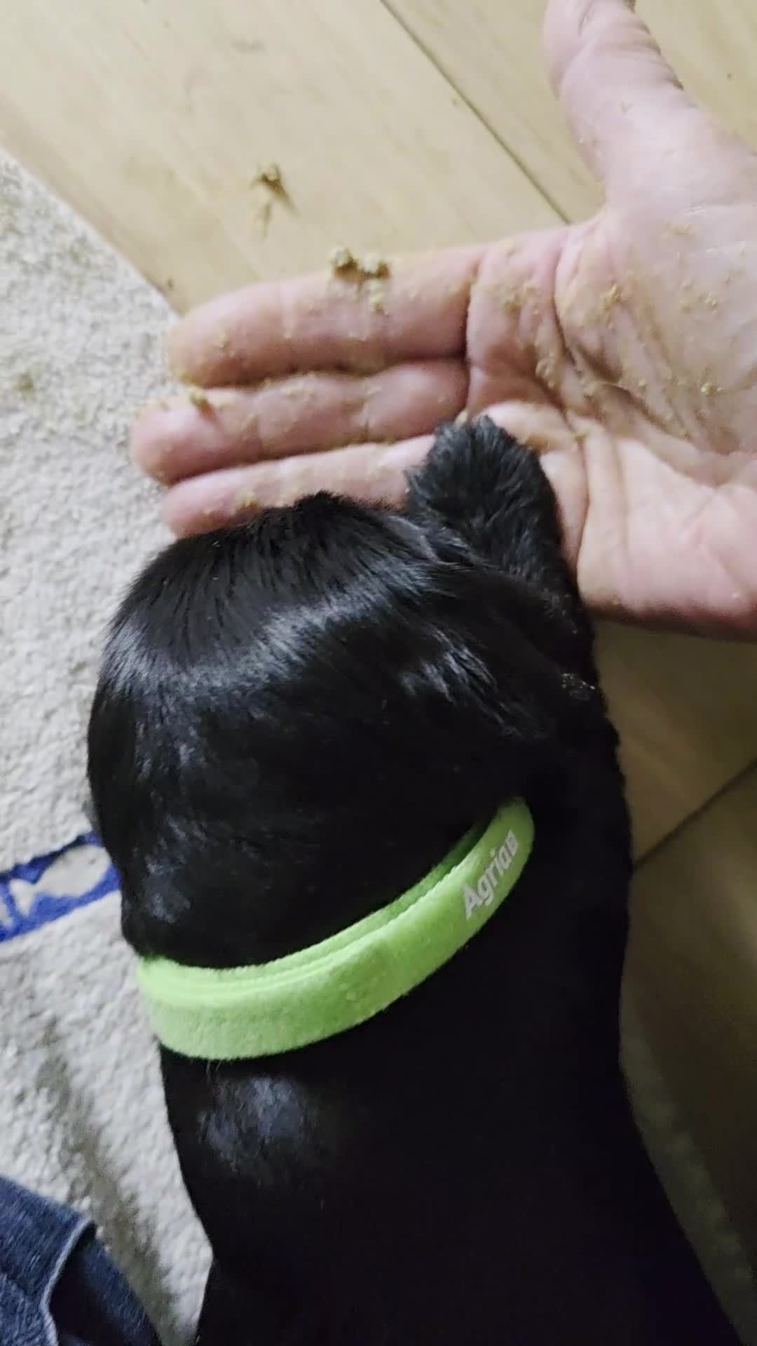 Cockalier dogs for sale: Gorgeous chunky Cockalier pupuchinos - Video 2