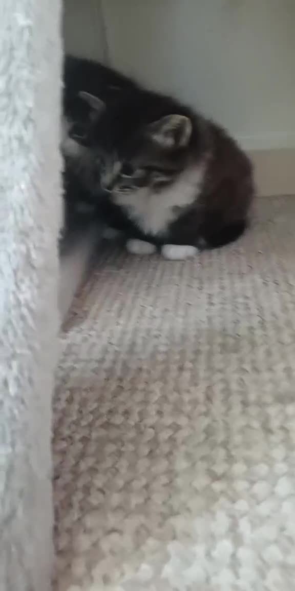 Mixed Breed cats for sale: Kittens for sale  - Video 1