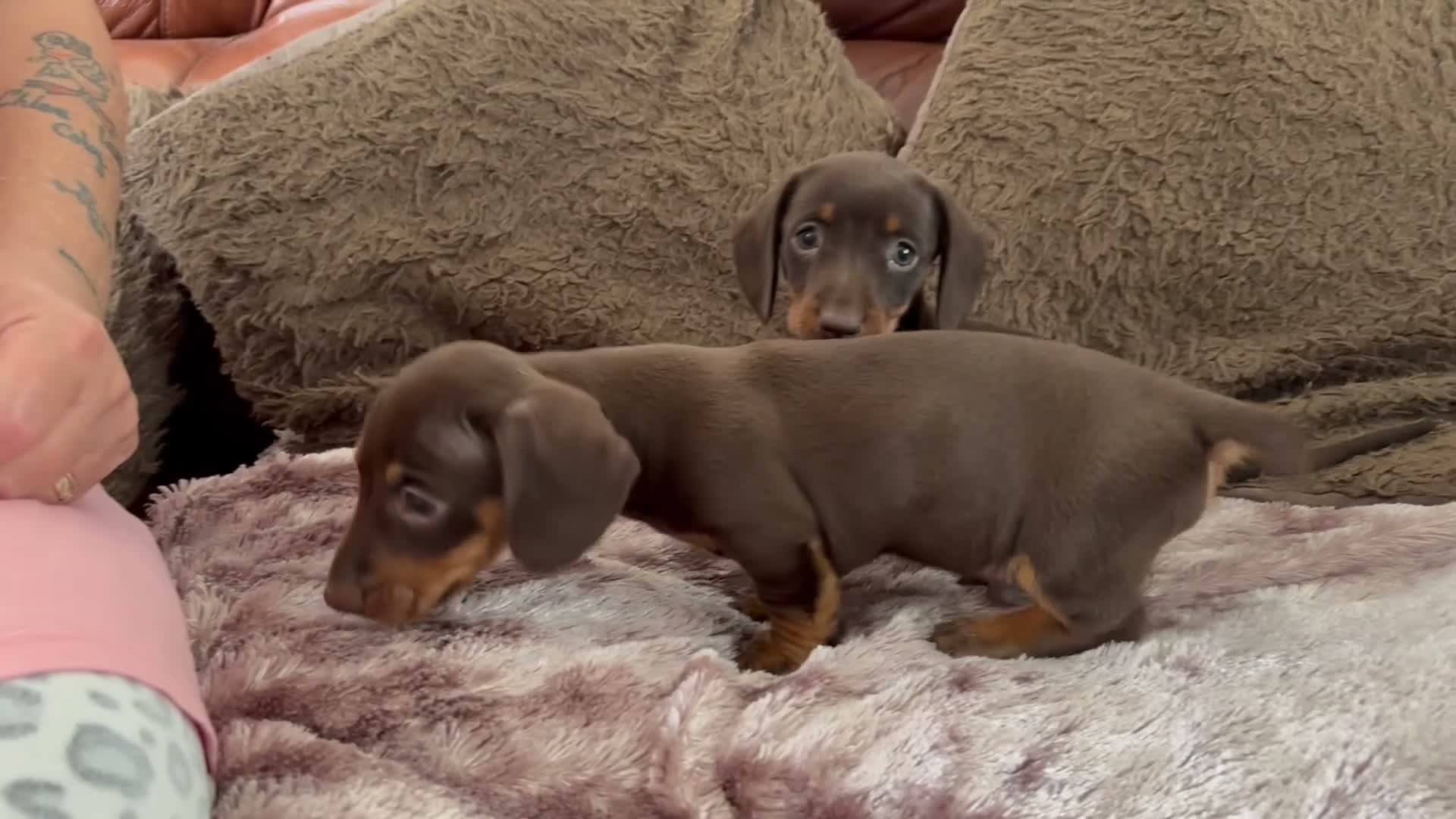 Miniature Dachshund dogs for sale: Adorable Miniature Dachshund Puppies! - Video 3