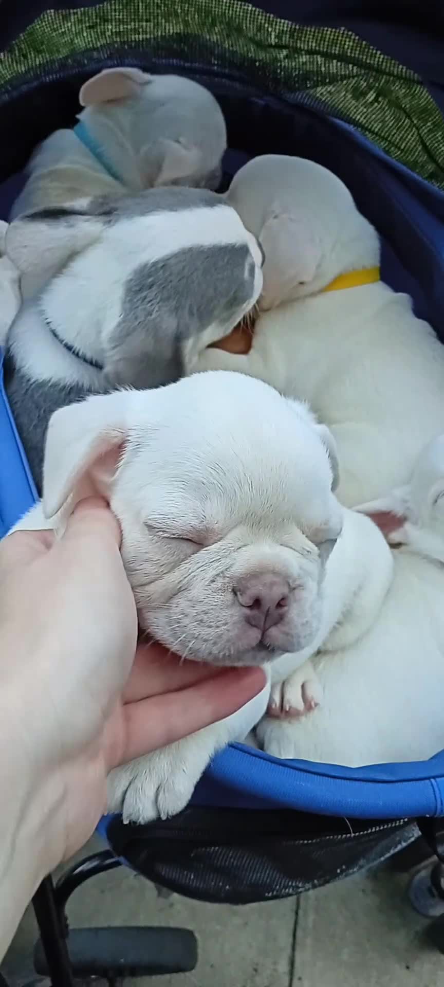 French Bulldog dogs for sale: pedigree French Bulldog pups - Video 4