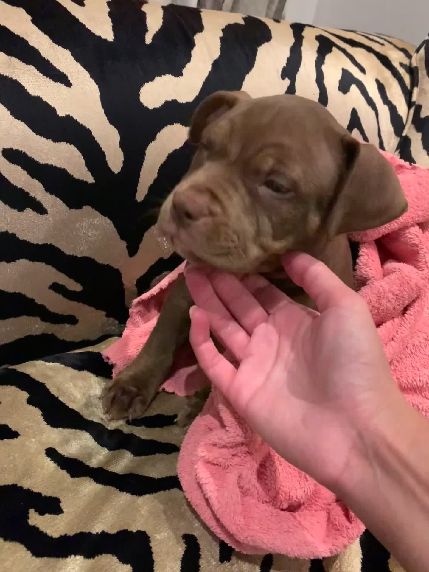 American Bully dogs for sale: Pocket bully pups - Video 1