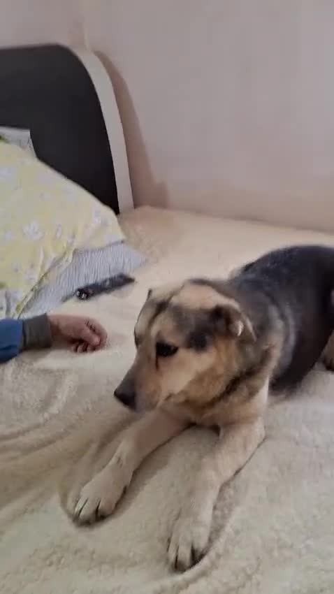 Mixed Breed dogs for adoption: Oldie but Goldie MAX needs a Loving Home - Video 5