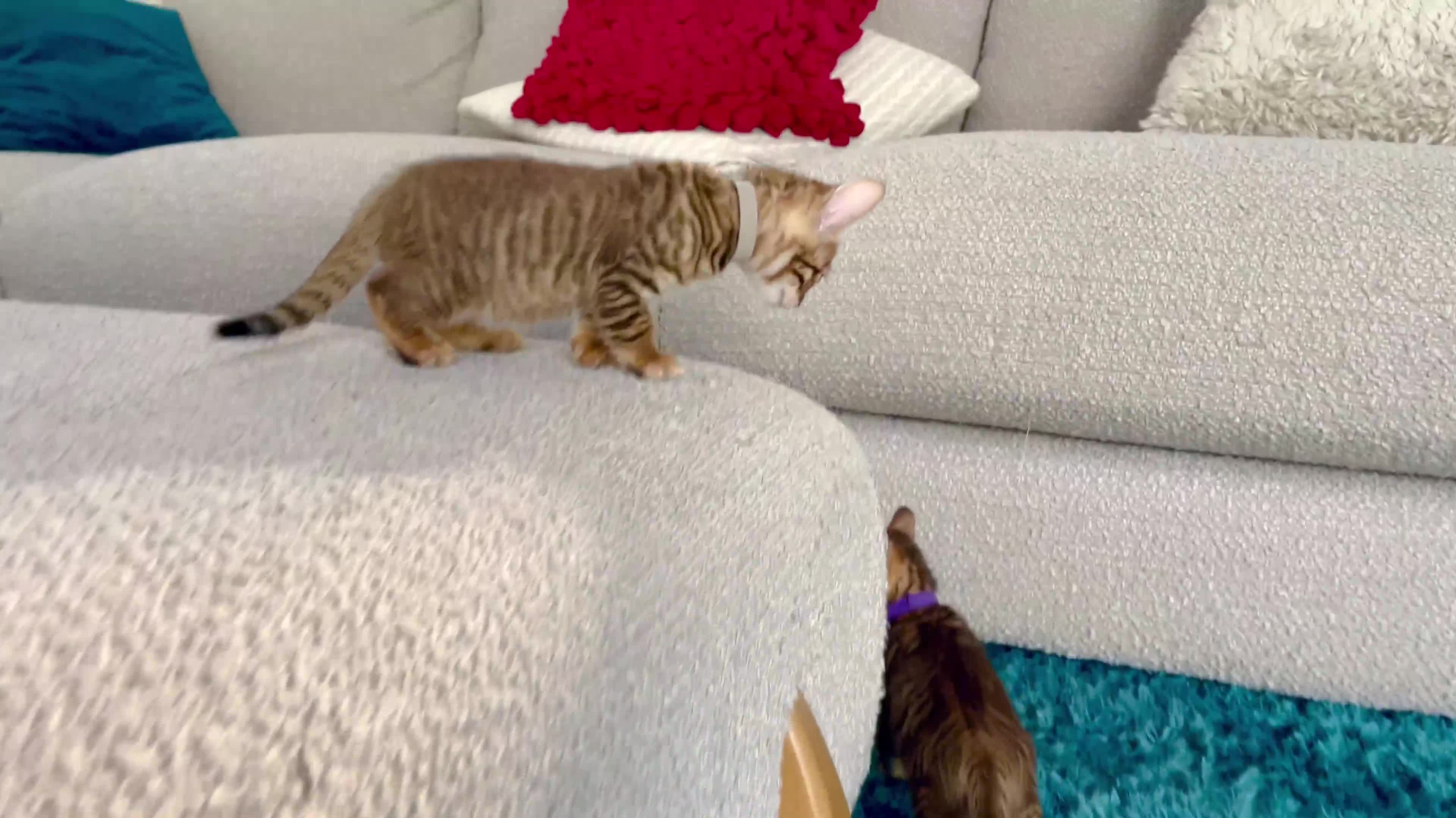 Toyger cats for sale: Full Pedigree Toyger Kittens Last Litter of 2025 - Video 5