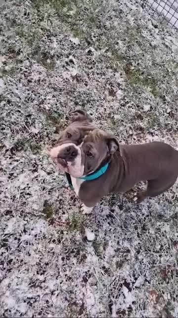 American Bully dogs for sale: Urgently seeking new home  - Video 1