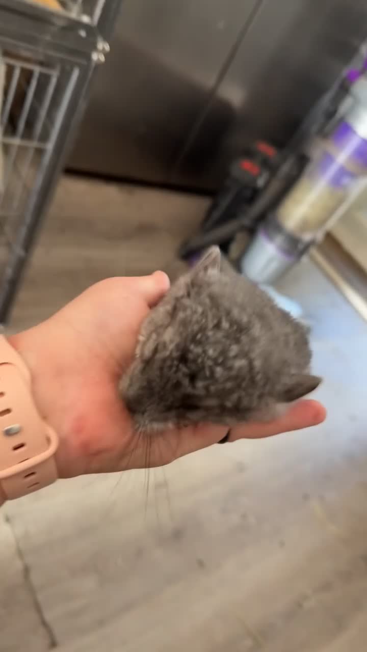 Chinchilla rodents for sale: Female Chinchilla looking for 5 star home - Video 1