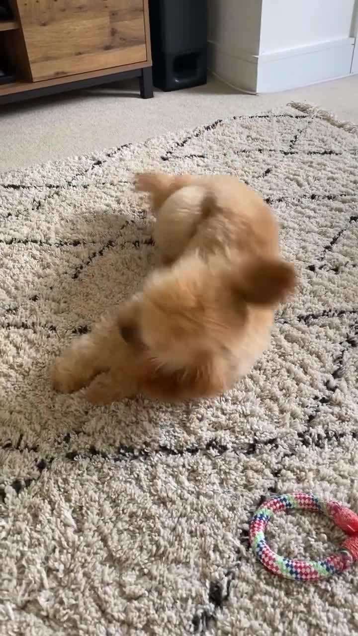 Cavapoo dogs for stud: 🐾 Proven F1 Cavapoo Stud – £300 🐾 in Chesterfield - Video 2